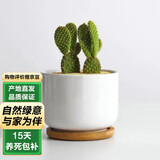 泰西丝金毛掌仙人掌球多肉植物盆栽绿植 金毛掌+白瓷盆含托 源头直发