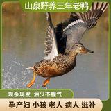 怡博士三年山泉野养老鸭粮食散养老鸭麻鸭黄鸭农家老鸭 一只三年老母鸭(2.2斤左右)