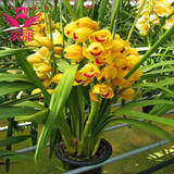 兰花苗大花蕙兰墨兰 虎头兰当年开花大花惠兰春兰苗盆栽室内阳台桌面花卉 黄金海岸