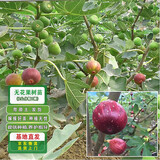 滨淇果树苗无花果苗当年结果波姬红南北方种植苗 2厘米粗1棵源头直发