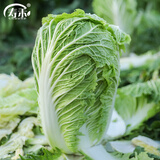 寿禾 大白菜种子大全秋季籽娃娃菜山东蔬菜四季播天津青麻叶菜籽 寿禾北京新三号白菜种子 10gx2包
