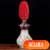 欧悟碗莲种子室内盆栽水培植物水养荷花绿植花卉风信子水仙花种球睡莲 红色风信子种球1颗+盆+营养液