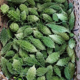 格沃斯（GEWOSI）新鲜金铃子西双版纳小苦瓜泰傣哈尼布朗特色新鲜蔬菜 新鲜山苦瓜 1000g