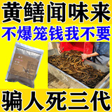 魔荒抓黄鳝专用诱饵鳝鱼饵料诱食剂捕捉黄蟮泥鳅鳝鱼王神器专用诱饵药 买2送1【狂抓大黄鳝】3袋装