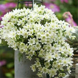 花俊耐寒耐热铁线莲苗爬藤植物庭院花卉盆栽观花室内花 银币  2年 种根带芽