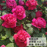 沫澄3颗 耐寒蔷薇花苗爬藤四季开花室内盆栽室外藤本月季花卉易活植物 19紫苞玉带 精品花苗 不含盆