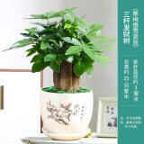 春枝韵发财树室内盆栽植物花卉小绿植客厅办公室金钱树大盆景 三杆发财树(寒梅傲雪瓷盆) 含盆