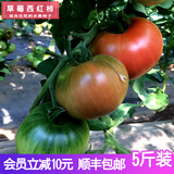 舍客（SGOOR）草莓西红柿 沙瓤自然熟 新鲜水果番茄密云铁皮柿子适合生吃 京彩番茄 5斤 健康好果适合生吃