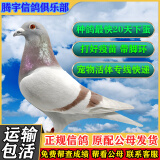 信鸽活体鸽子一对赛鸽成绩鸽天落种鸽幼鸽青年鸽活物鸽子原配公母 红二线种鸽 原配一对 红狐血统