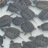 萌龟饲家中华黑腹金线 情侣一对草龟小乌龟活体水陆观赏中华草龟墨龟活物 3-4厘米大苗 2只情侣龟 100克龟粮