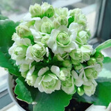 手耕田长寿花盆栽重瓣金狐狸大花带花苞花苗四季室内开花好养的花卉植物 【苗原土带花苞】绿巴黎 不含盆