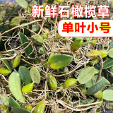 辰实【现货】广东新鲜石橄榄草 双叶石仙桃 现采石橄榄 单叶小号石橄榄250克