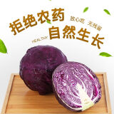 【特惠蔬菜】寿光紫甘蓝卷心菜紫色包菜红椰菜紫球生菜即食沙拉菜 热卖【3斤】新鲜农家菜 新鲜发出 人工精选