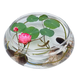 春草碧水培花卉绿植盆栽【30粒已开口碗莲套装】荷花睡莲子种子四季播种 玻璃盆水培莲花套装