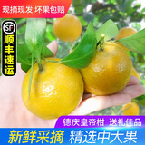 正宗德庆皇帝柑新鲜水果贡柑茂谷10斤广东当季桔子媛爱橘柑沃大果 带箱10斤装中大果
