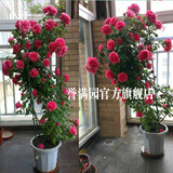 誉满园蔷薇花苗藤本月季大花庭院花园爬墙攀援爬藤植物阳台玫瑰花卉盆栽 藤本月季大苗 不含盆