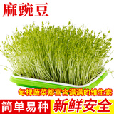 种菜记 芽苗菜种子纸上种菜无土栽培萝卜空心菜豌豆松柳盆栽蔬菜籽四季 麻豌豆500克
