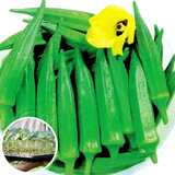 寿禾蔬菜秧苗大全寿光四季蔬菜苗带土种苗茄子番茄辣椒苗秧阳台盆栽 水果秋葵苗大苗带土 6棵/脆嫩