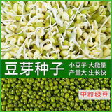 长豆芽绿豆发豆芽小明绿豆小粒发芽专用芽豆水培生豆芽苗菜种子 发芽专用 中粒绿豆 一斤