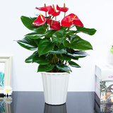 格调生活鸿运当头红掌盆栽绿植花卉室内客厅水培好养白掌一帆风顺四季开花 特大号红掌（白色高盆） 含盆