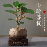 开时果 小盼菩提盆栽（带果发货）中式禅意绿植物桌面盆景源头直发包邮 莲花盆+托盘+木托（3-5颗大果） 小盼菩提（带果发货-含盆植）