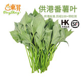 東昇农场 东升番薯叶 番薯苗 约300g 广州新鲜配送