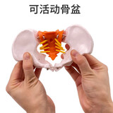 蓝蝶可活动骨盆模型骶骨髋骨女性盆骨动态教学仿真1比1可弯曲人体骨骼解剖盆底肌肉脊柱骶髂教学骨架 可活动-小型骨盆