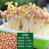 寿禾自动发芽机绿豆黄豆夏秋季播种阳台罐专用家庭种植发豆芽苗菜种子 红花生芽苗菜种子 500g