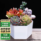 泰西丝多肉盆栽绿植好养桌面绿植摆件组合 六边形陶瓷盆套装 源头直发