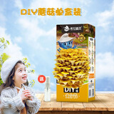 考拉精灵平菇蘑菇种植包菌包2盒装可食用儿童diy菌菇棒菌菇种植包 黄金菇1盒一只喷瓶+种植手册
