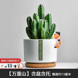 绿荫巷子多肉植物组合套餐肉肉室内植物办公室电脑桌面盆栽好养活小盆栽 【3多肉】瓷盆木格(肉可自选)