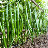 唯友（五颗起拍蔬菜苗番茄苗韭菜根春季黄瓜辣椒苗子阳台庭院种植 长线椒苗（5颗）