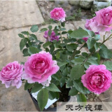 意轩月季特大花浓香果汁阳台庭院花卉植物盆栽蔷薇四季玫瑰花苗带花苞 天方夜谭(灌木月季开花季节带花) 小苗含营养钵