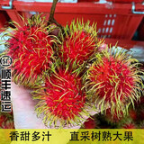 舅甜果蔬正宗海南红毛丹（顺丰空运可送到家）7号红毛丹鲜果树熟毛荔枝 5斤（净重4.5斤） 臻选出口一级果