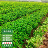 通沭爬山虎树苗四季常青五叶爬山虎树苗观叶植物 5年苗10棵源头直发