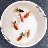 优鱼若宠金鱼活体 观赏鱼 好养冷水鱼 淡水活鱼 小型小金鱼宠物活体鱼 4-5cm随机混色泰狮6+1条防损