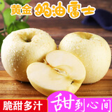 甜醉了 奶油富士脆甜烟台苹果黄金富士山东水果栖霞红富士应季丑苹果 净重2斤75-80mm