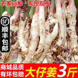 辰实四川嫩姜【顺丰可选】嫩仔姜新鲜 现挖子姜红芽姜醋泡姜 3斤四川嫩仔姜【发顺丰】