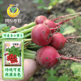 凤鸣雅世樱桃萝卜种子四季阳台盆栽蔬菜种籽可爱多小萝卜种子10克