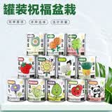 花e流创意diy绿植小盆栽神奇植物室内迷你桌面儿童种植罐头儿童节礼物 随机不同4罐【可备注】