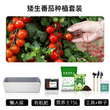 朵咔园艺阳台种菜盆种菜专用悬挂长方形塑料花盆自吸水懒人花盆新款壁挂式 矮生番茄种植套装