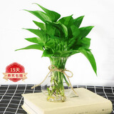 泰西丝水培裸根水养绿植物花卉 绿萝10株+塑料花瓶+麻绳 其他