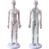 卓越科 人体中医经络穴位模型针灸铜人女模人体模型经络模型针灸模型全身  52cm女彩色硬质款