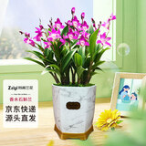 劉閣蘭花香水石斛兰盆栽室内桌面兰花苗 18苗带3支花剑配瓷白色盆源头直发