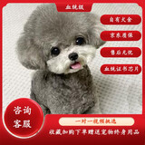 蒂瑞科纯种灰色泰迪宠物狗活体泰迪狗活体犬小型犬小泰迪幼犬贵宾犬 宠物级 灰泰迪 公
