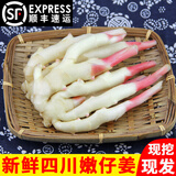 辰实【现挖发顺丰】四川嫩姜 新鲜生姜 红芽仔姜 子姜泡醋姜 仔姜5斤（现挖现发）