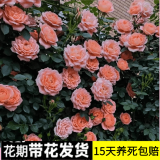 花友藤本月季花苗月季花树苗盆栽特大花苗庭院爬藤植物阳台蔷薇爬墙 甜梦【爬藤】大苗 1-1.3米高度多分叉