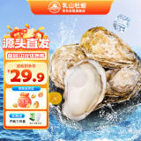 乳山牡蛎【源头直发】鲜活乳山生蚝2XL号 海鲜烧烤食材 净重3斤装 10-15只