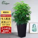 Only you【2小时达】发财树大型盆栽绿植花卉室内客厅办公室开业乔迁生日 八方来财鸭掌木
