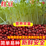 种菜记 芽苗菜种子纸上种菜无土栽培萝卜空心菜豌豆松柳盆栽蔬菜籽四季 红豆500克